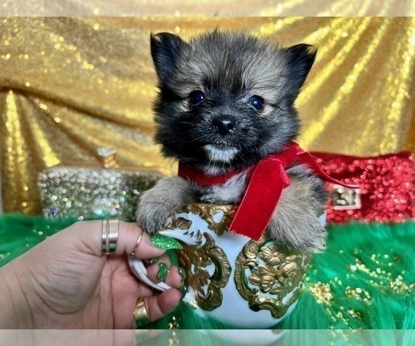 Medium Photo #14 Pomeranian Puppy For Sale in HAYWARD, CA, USA