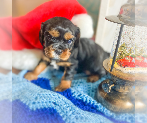 Medium Photo #1 Cavalier King Charles Spaniel Puppy For Sale in FREDERICKSBRG, PA, USA