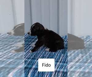 Mountain Cur Puppy for sale in CLARKRANGE, TN, USA