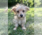 Small #10 Morkie