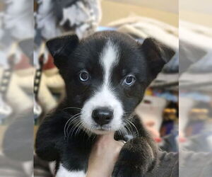 Siberian Husky-Unknown Mix Dogs for adoption in Matawan, NJ, USA