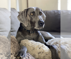 Weimaraner Dogs for adoption in TEMECULA, CA, USA
