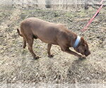 Small #3 Labrador Retriever