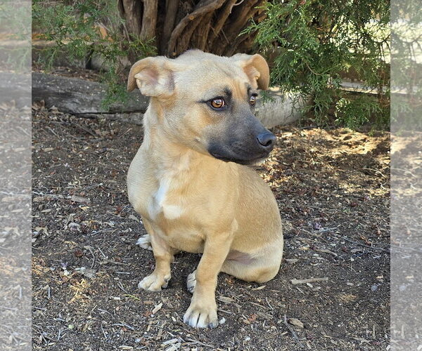 Medium Photo #1 Mutt Puppy For Sale in Albuquerque, NM, USA