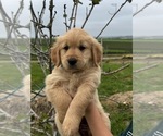 Puppy Green collar Golden Retriever
