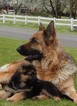 Small Photo #11 German Shepherd Dog Puppy For Sale in FOREST GROVE, OR, USA