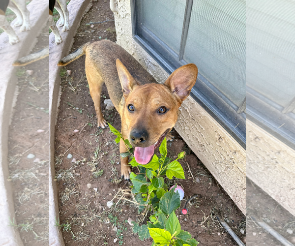 Medium Photo #7 Basenji-Unknown Mix Puppy For Sale in Chandler, AZ, USA
