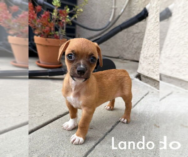 Medium Photo #1 Jack Chi Puppy For Sale in Dana Point, CA, USA