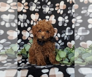 Poodle (Toy) Puppy for sale in KIRKWOOD, PA, USA