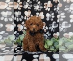 Small Poodle (Toy)