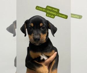 Labrador Retriever-Unknown Mix Dogs for adoption in Jefferson, NJ, USA