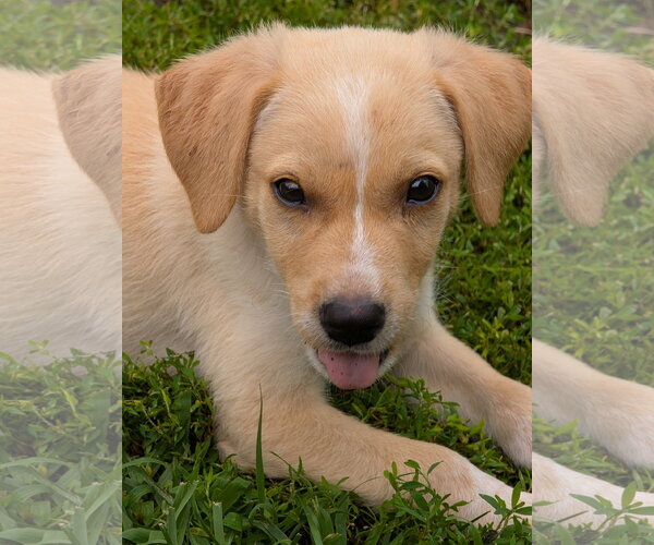 Medium Photo #5 Dachsador Puppy For Sale in Brooklyn Center, MN, USA