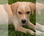 Small Photo #5 Dachsador Puppy For Sale in Brooklyn Center, MN, USA