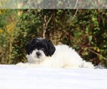 Image preview for Ad Listing. Nickname: Oreo