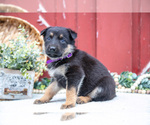 Small Photo #49 German Shepherd Dog Puppy For Sale in PARKESBURG, PA, USA