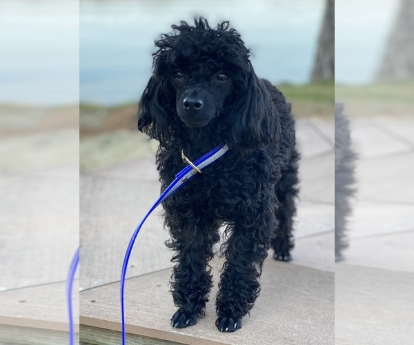 Medium Photo #4 Poodle (Toy) Puppy For Sale in NILES, MI, USA