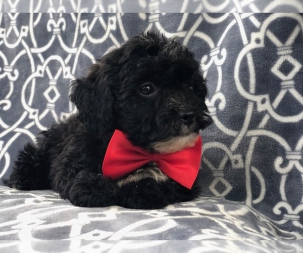 Medium Photo #14 Morkie-Poodle (Miniature) Mix Puppy For Sale in LAKELAND, FL, USA