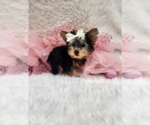 Morkie Puppy for Sale in INDIANAPOLIS, Indiana USA