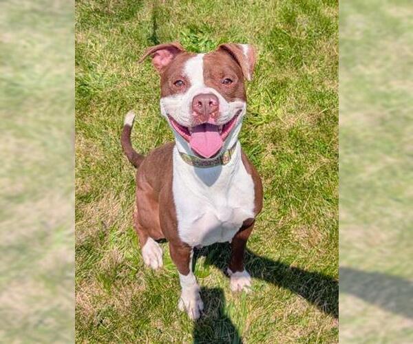 Medium Photo #3 American Pit Bull Terrier-Unknown Mix Puppy For Sale in Akron, OH, USA
