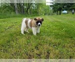 Small Photo #10 Akita Puppy For Sale in LENA, WI, USA