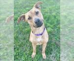 Small #1 American Pit Bull Terrier Mix