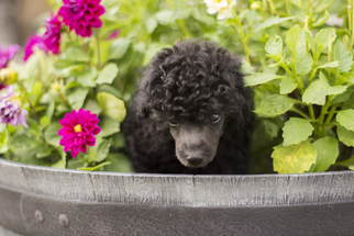 Poodle (Toy) Puppy for sale in LIGONIER, PA, USA