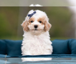 Small Photo #76 Maltipoo (Miniature) Puppy For Sale in WARSAW, IN, USA