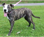 Small #1 Mountain Cur Mix