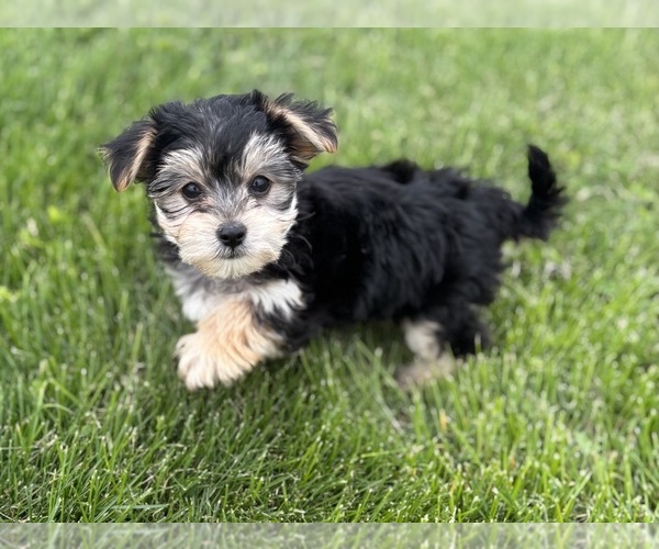 Medium Photo #2 Morkie Puppy For Sale in ROCK STREAM, NY, USA