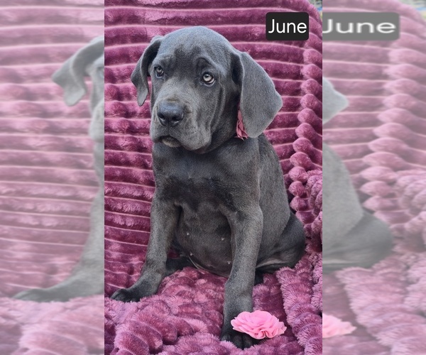Medium Photo #2 Cane Corso Puppy For Sale in MINERAL WELLS, WV, USA