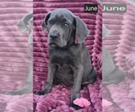 Small Photo #2 Cane Corso Puppy For Sale in MINERAL WELLS, WV, USA