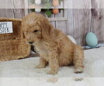 Small Photo #4 Poodle (Miniature) Puppy For Sale in MILLER, MO, USA