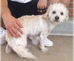 Small #1 Mutt