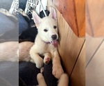 Puppy Purple Girl Gerberian Shepsky