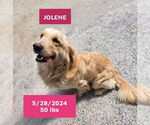 Small #10 Golden Retriever