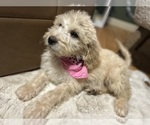 Puppy Female doodle 4 Bernedoodle-Labradoodle Mix