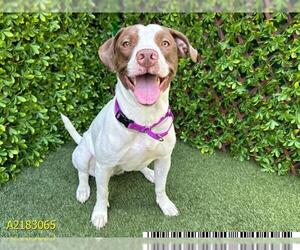 American Pit Bull Terrier Dogs for adoption in West Palm Beach, FL, USA