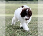 Small Photo #10 Labradoodle Puppy For Sale in BURNS, TN, USA