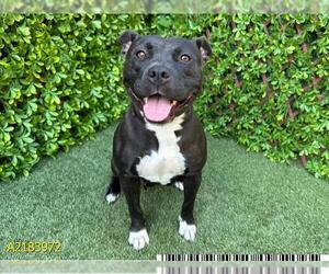 American Pit Bull Terrier Dogs for adoption in West Palm Beach, FL, USA