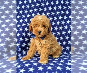 Goldendoodle Puppy for sale in OXFORD, PA, USA