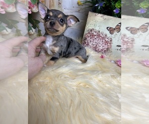 Chihuahua Puppy for sale in TRACY, CA, USA