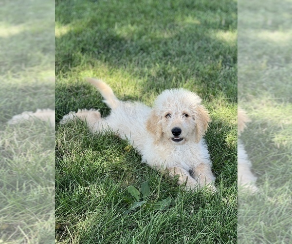 Medium Photo #1 Goldendoodle Puppy For Sale in MARYVILLE, MO, USA