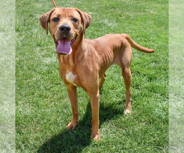 Medium Photo #2 American Staffordshire Terrier-Redbone Coonhound Mix Puppy For Sale in Huntley, IL, USA