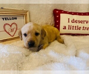 Labrador Retriever Puppy for sale in MAYSVILLE, GA, USA