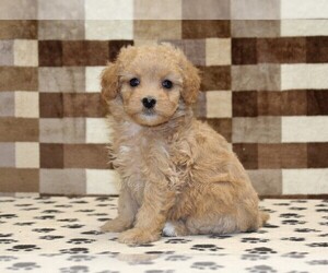 Bernedoodle (Miniature)-Cavapoo (Miniature) Mix Puppy for sale in DENVER, PA, USA