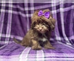 Small #7 ShihPoo