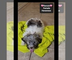 Small #2 Havanese