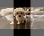 Small Photo #3 Maltese Puppy For Sale in COLUMBIA, MD, USA