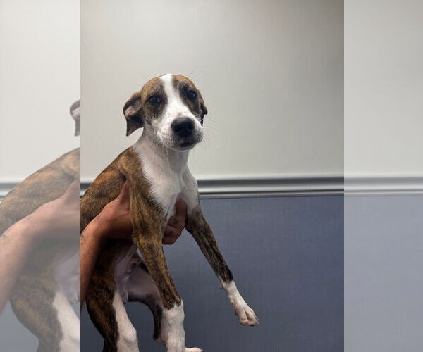 Medium Photo #1 Mutt Puppy For Sale in Hilton Head, SC, USA