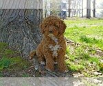 Puppy 2 English Cocker Spaniel-Poodle (Miniature) Mix
